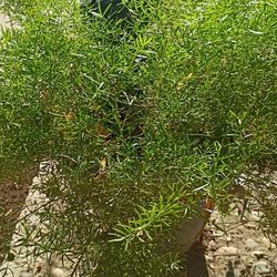 Asparagus Fern Plant
