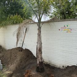 Palm Tree