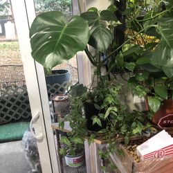 Monstera/ Wondering Jew Plant 🪴 29” Tall 