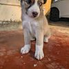 Tanvi