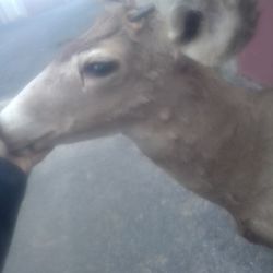 Taxidermy Deer Mount 
