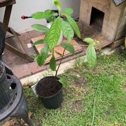Avocados 🥑 Healthy plants Lots to pick from-$5-$10 Good size On pot Already