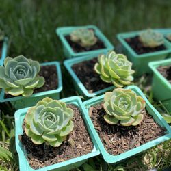 Succulent Plants 