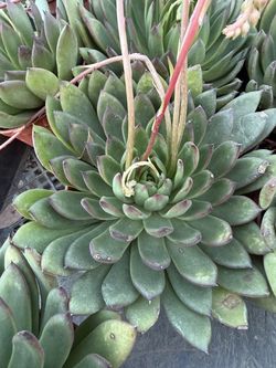 Echeveria Agavoides succulent cactus plant