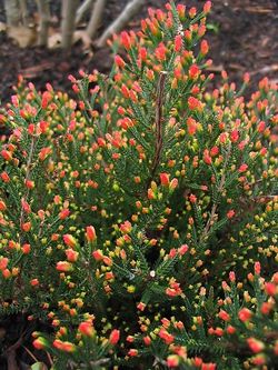 2 types of unique Heather plants —