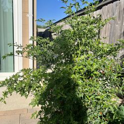 Hot Pepper Trees For sale.  Lots of Fruits already.  12 More Trees In Stock.