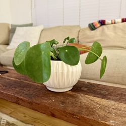 Healthy Pilea Chinese money plant in vintage USA white ceramic planter pot - PRICED TO SELL
