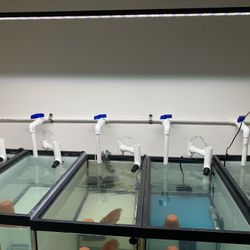 Fish Breeder Rack Tanks ( Fish Are Not For Sale) 