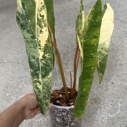 Philodendron Billietiae Variegated Top Cut Rooted