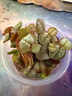 Aquarium plants: red root floaters