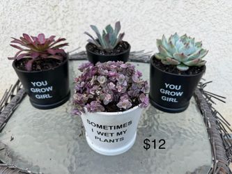 Succulent gifts