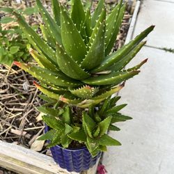 Beautiful Succulent In Ceramic Vase
