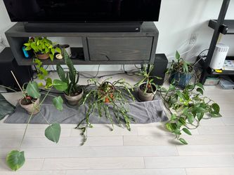 Assorted Indoor Houseplants and Succulents