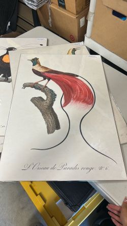 20x30 Bird Prints