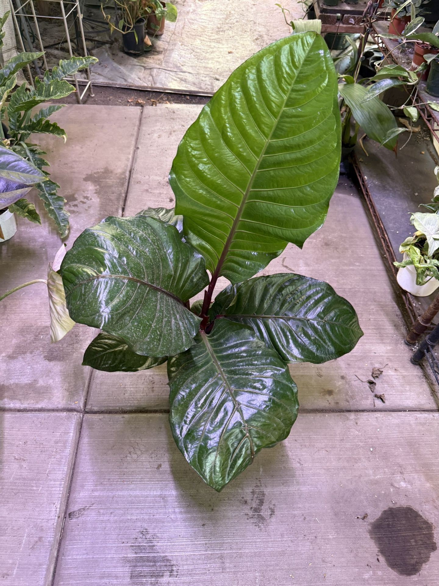 6” Big Anthurium Hookerii