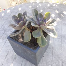 Succulent plants in cube shape flower pot