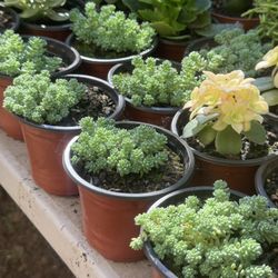 Succulents Plants 4”pot