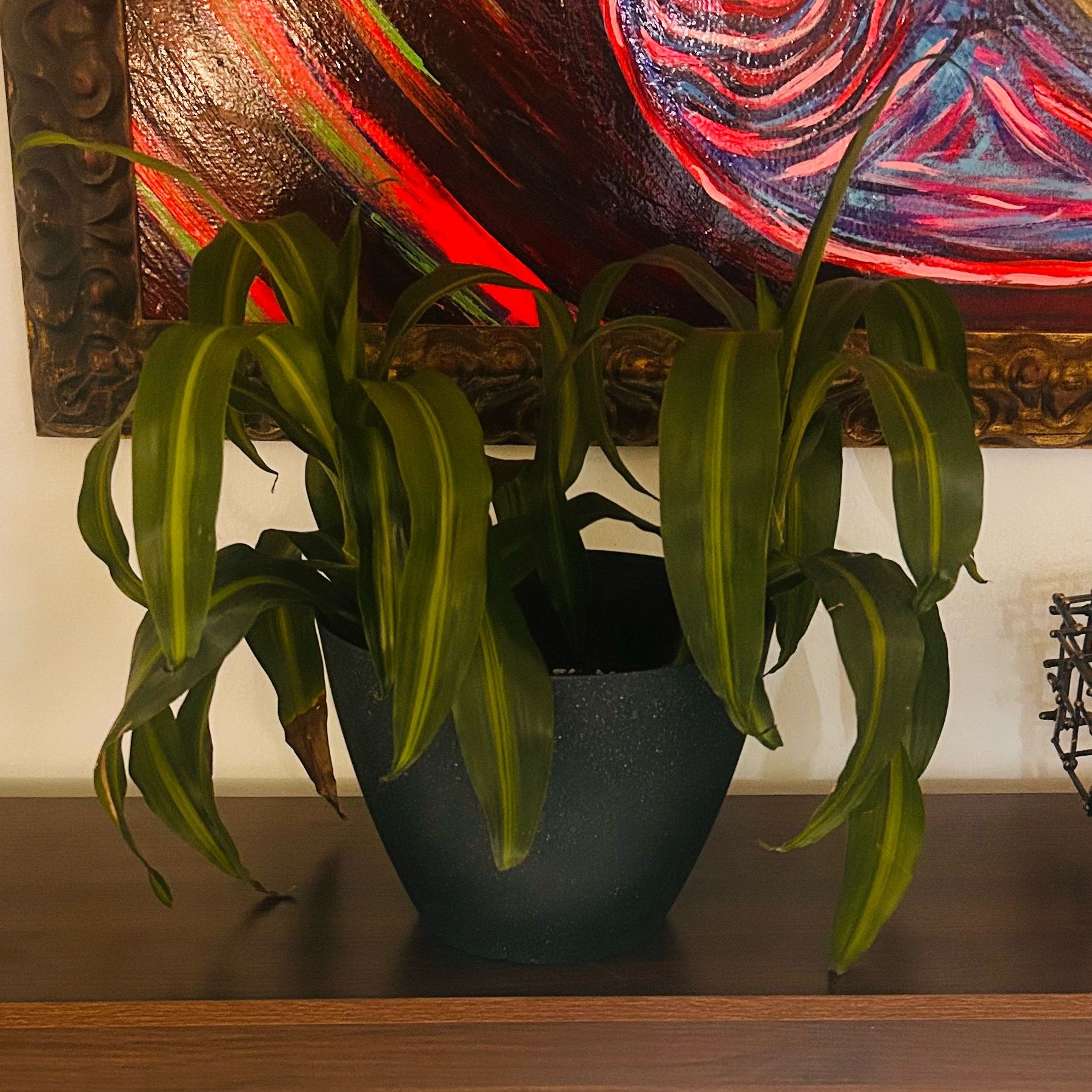 Two Dracaenas “Corn Plant” in Faux Concrete Planter