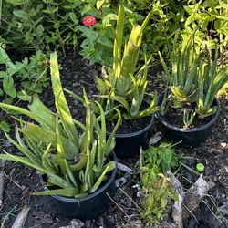 Aloe Vera  Plants  With Pups