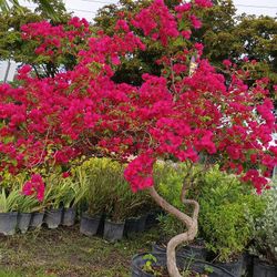 Gorgeous Bougainvillea Tree With Beautiful Blooming Flowers $350💖🏡
