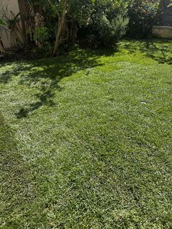 New Sod Installation Tall Fescue
