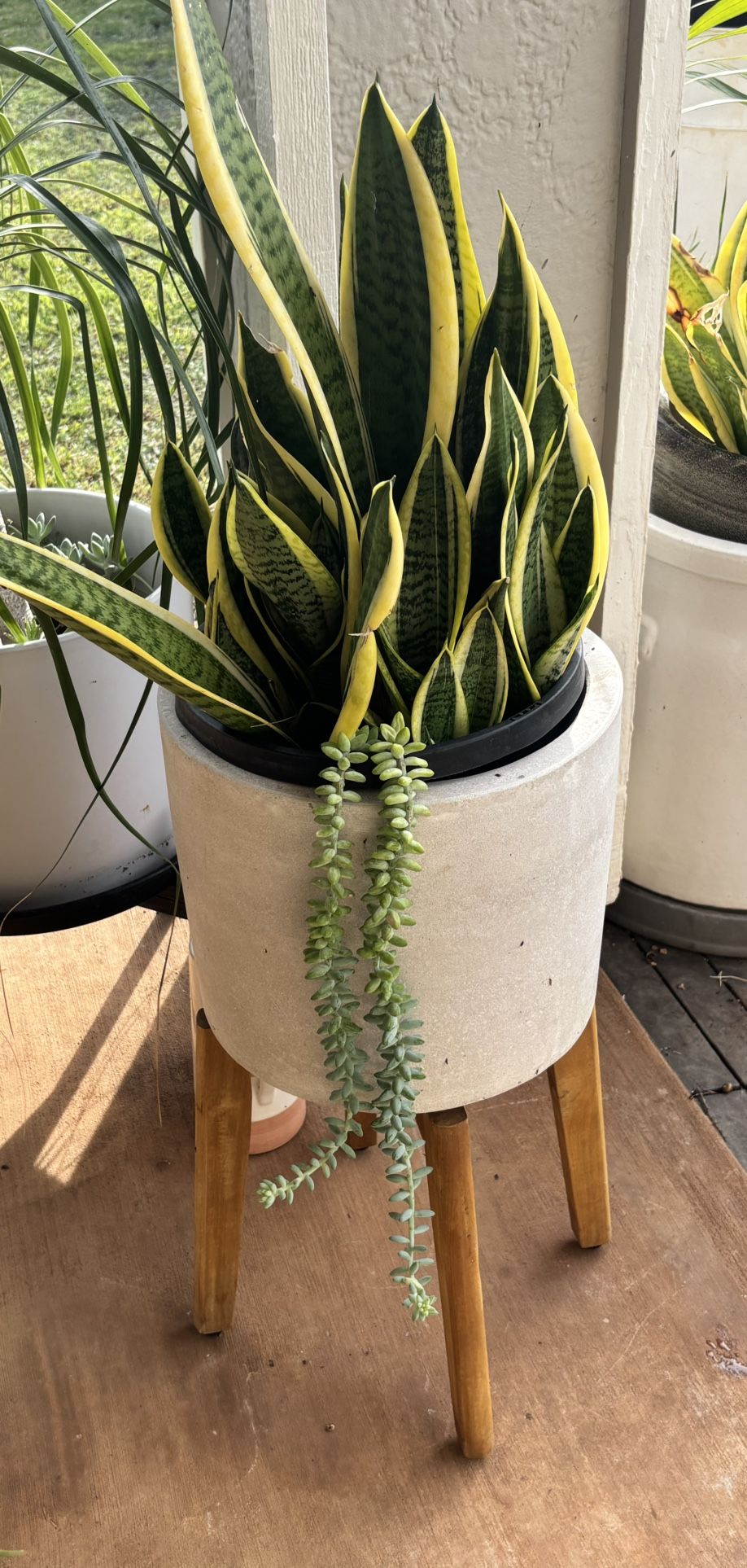 Snake Plant -$30 Firm (Pot and stand included)
