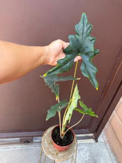 6” alocasia batwing