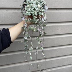 6” Variegated Strings Of Hearts 