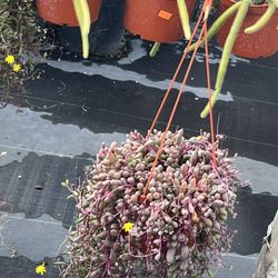 Ruby Nackace Plants In 6” Pots $12 Each 