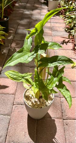 Syngonium