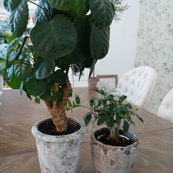 2 Mature Nicely Potted Bonzai's