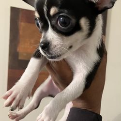 Chihuahua puppy