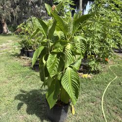 Brazilian Red Cloak 
