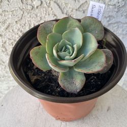 6 Inch Pot Succulent Plant - Echeveria Painted Lady - Echeveria Derenbergii - Established Plant - Drought Resistant - 🪴