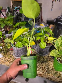Monstera Lemon Lime 🍋
