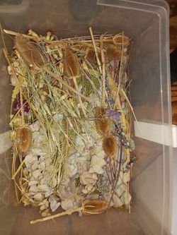 Dried flower supplies