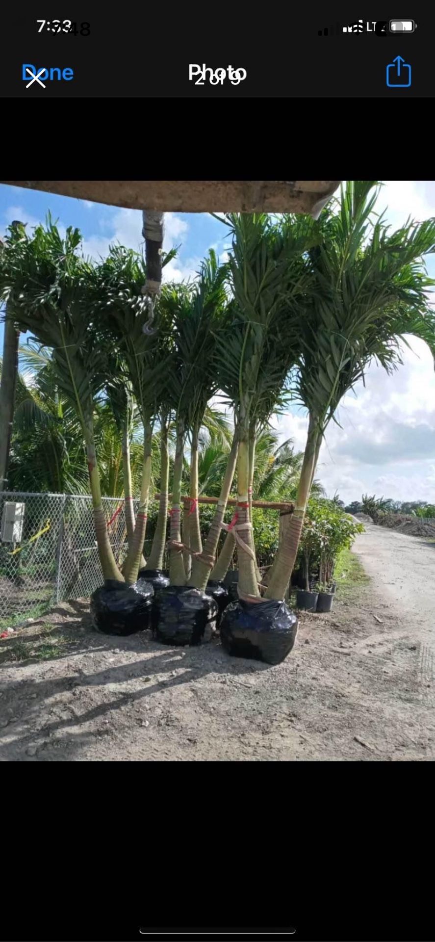 Christmas Palms,All Products : American Fashion Style Bags On Sale