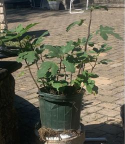 Healthy Fig Tree-Medium