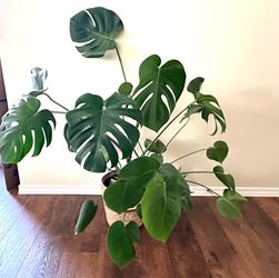 Extra Large Monstera Deliciosa Plant in a 10” Basket