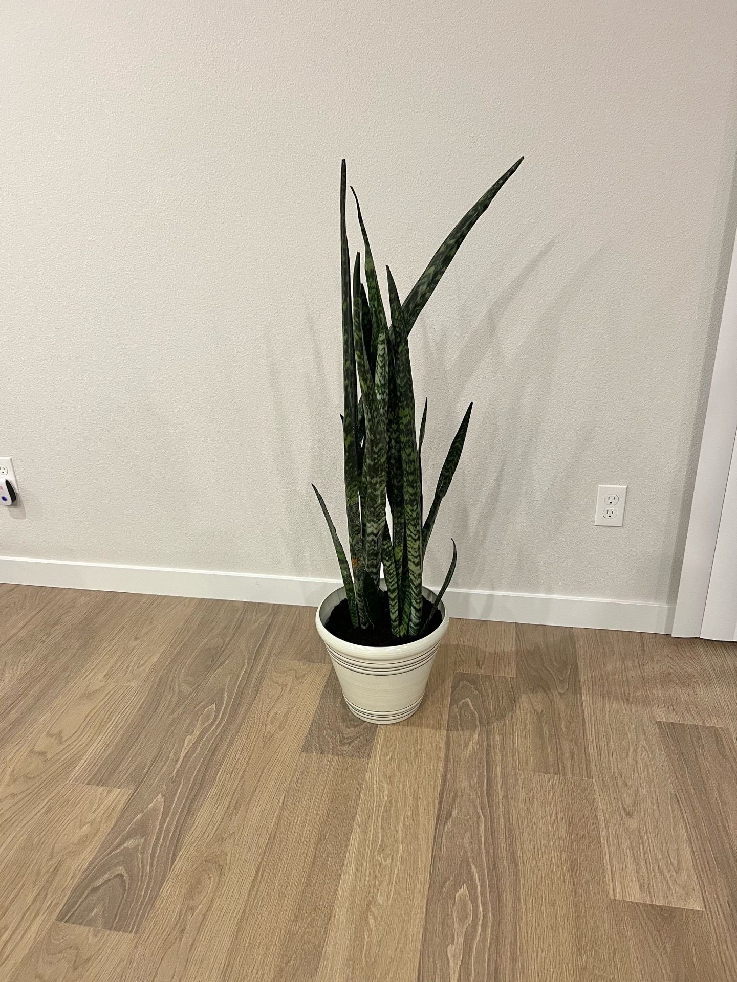 Snake ๐ plant