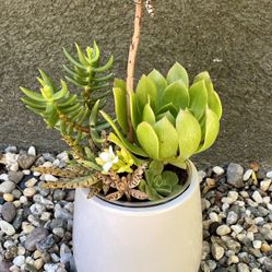 SUCCULENT ARRANGEMENT