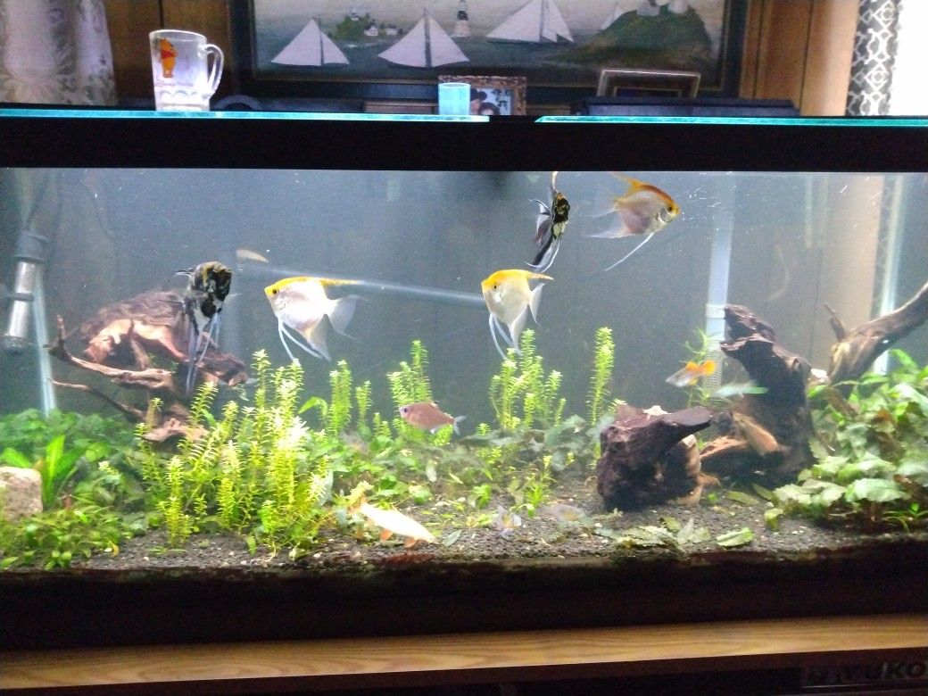 75gallon