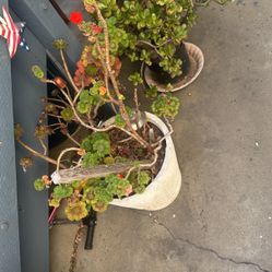 Succulent And Flower