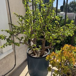 Elephant Bush Succulent