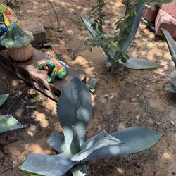 American Agave