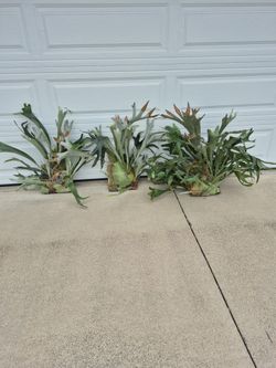 Staghorn Fern