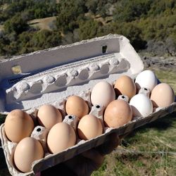 Farm Fresh Eggs 