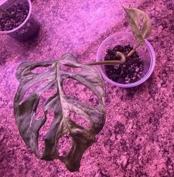 Monstera Adansonii Indo mint