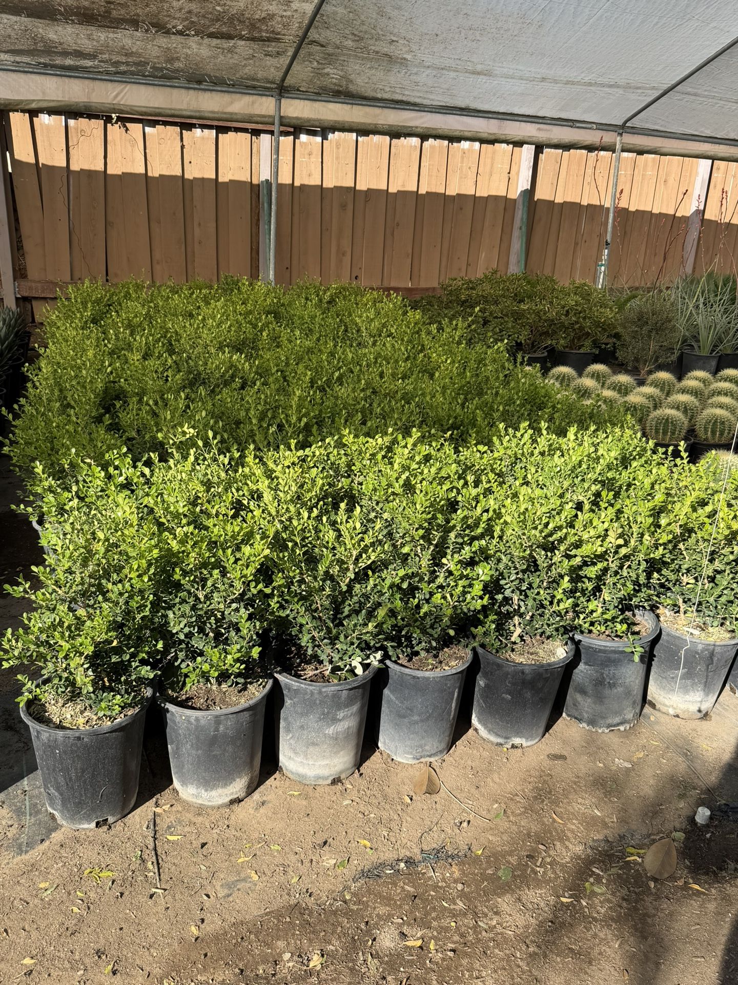 Japanese Boxwood 5 Gal
