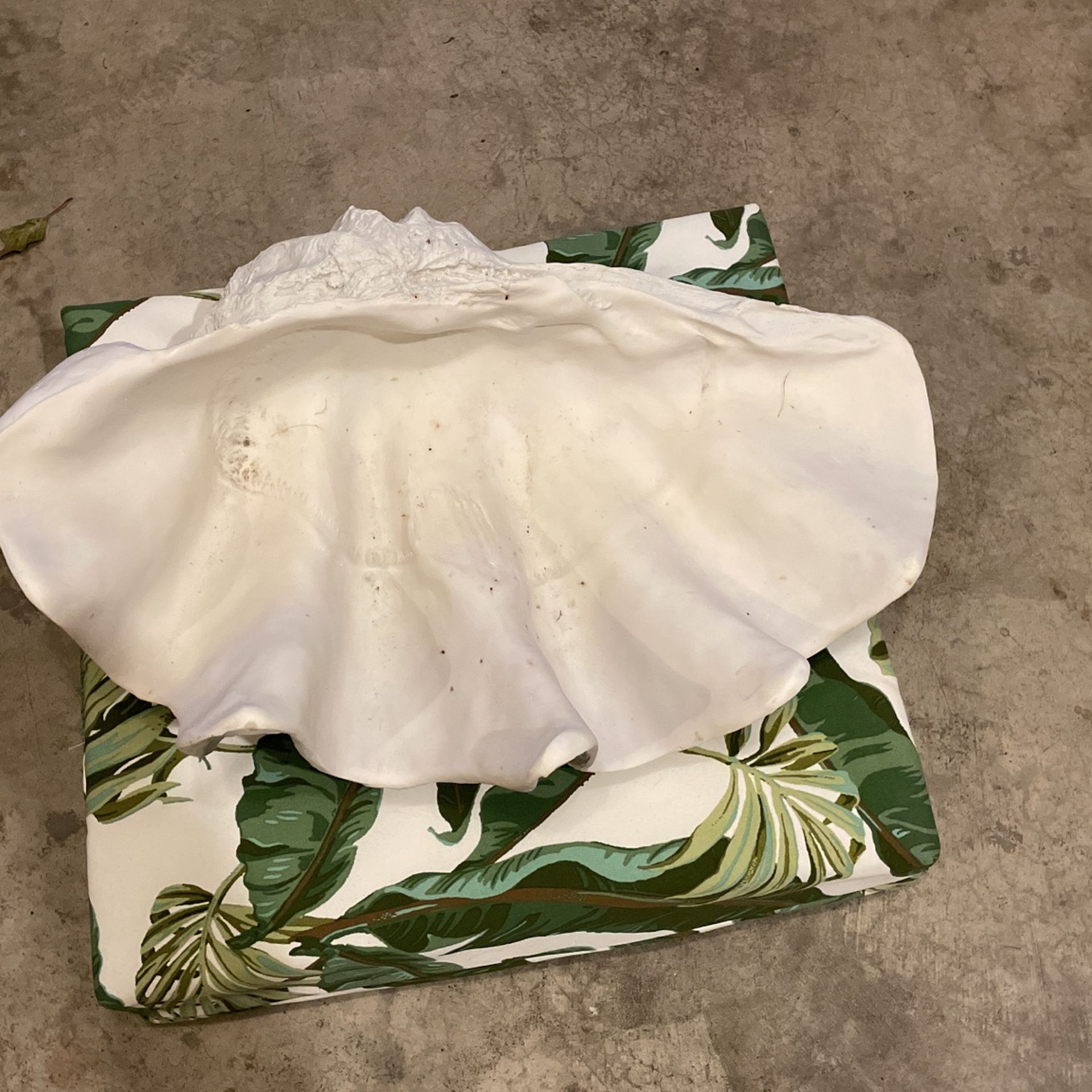 Old Tridagna Gigas Huge She’ll